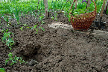Planter des tomates en pleine terre
