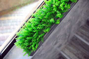 Plantes décoratives Feuilles vertes suspendues, isolées sur fond blanc avec un tracé de...