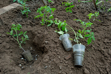 Planter des tomates en pleine terre