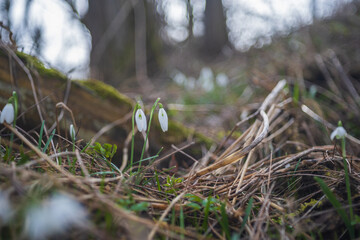 Snowdrop - Galanthus nivalis first spring flower. White flower with green leaves.