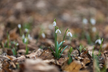 Snowdrop - Galanthus nivalis first spring flower. White flower with green leaves.