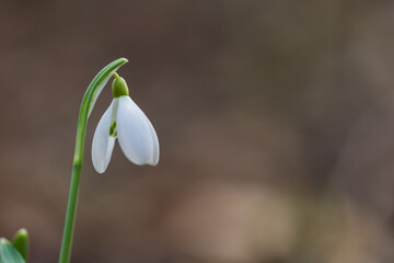 Obraz premium Snowdrop - Galanthus nivalis first spring flower. White flower with green leaves.