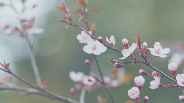 Branch Of Sakura Flowers. Pink Flowers Of Cherry Plum Tree. Pink Cherry Blossom.
