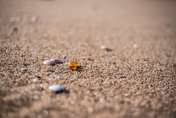 Small pieces of amber lying on the sand beach in a sunny day