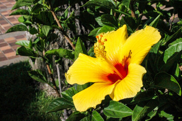 Obraz na płótnie Canvas Flower: Yellow Ma’o Hau Hele from Hawaii