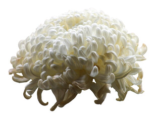 Flower: White Flower from Japan, Alpha