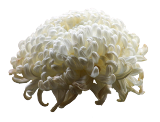 Flower: White Flower from Japan, Alpha