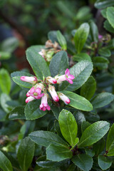 Escallonia 'Donard Star' is a flowering shrub