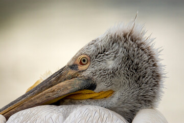 close up of a pelican