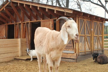 Close up view of goat domestic animal at farmhouse. Eco farm for dairy products. Milk goat in stable on farm. Goat near a barn on countryside. Cattle farming. Natural ecological farming concept