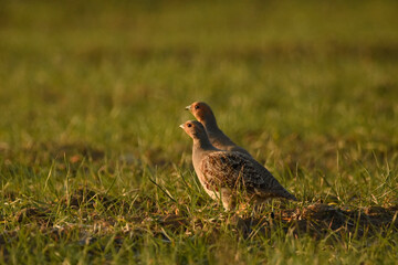 Partridge the field