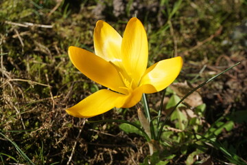 Gelber Krokus auf Wiese im Garten bei Sonne am Mittag im Frühling