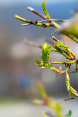 Raindrop on a fresh shoot of a bush rose