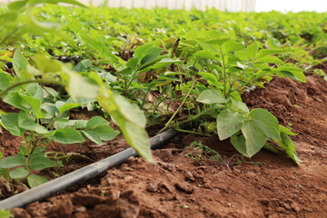 Growing Potatoes in Green house with Drip Irrigation System.