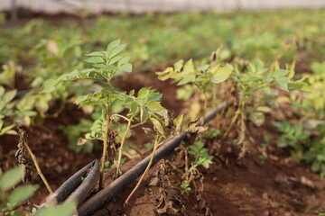 Growing Potatoes in Green house with Drip Irrigation System.