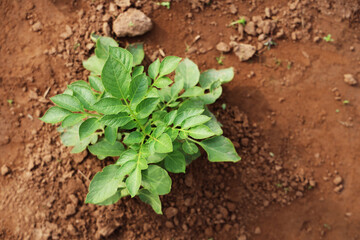 Growing Potatoes in Green house with Drip Irrigation System.