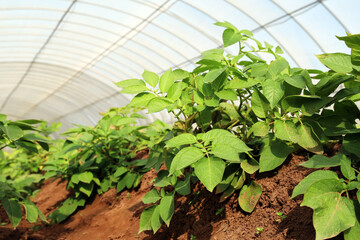 Growing Potatoes in Green house with Drip Irrigation System.