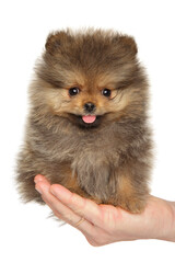 Happy Pomeranian Spitz puppy sits on a hand - 749571476