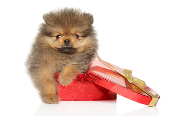 Pomeranian puppy lies on red heart-shaped gift box - 749571477
