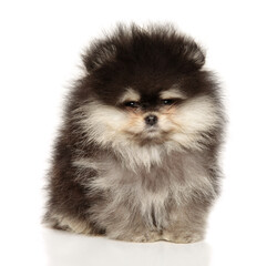 Pomeranian Spitz puppy - 749571490