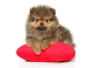 Pomeranian puppy, lying on a red heart-shaped pillow - 749571497