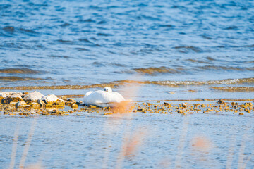 swan and sea gulls standing and sleeping on a sandbank in zurich see au wädenswil