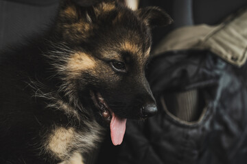 Eastern European Shepherd puppy sitting in a car