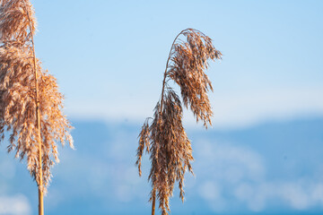 close up of reeds in the wind in Au, zurich see, lake, wädenswil switzerland - obrazy, fototapety, plakaty