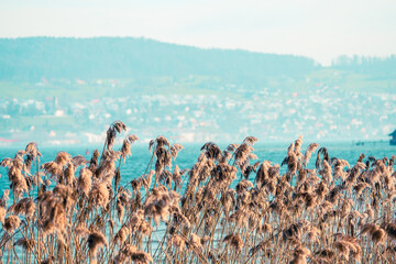 close up of reeds in the wind in Au, zurich see, lake, wädenswil switzerland