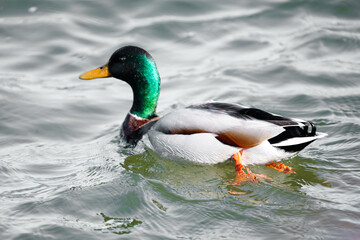 portrait of a mallard, male duck, in zurich lake, close up