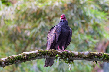 Low angle view of tropical turkey vulture seen perched on tree branch with soft focus woody area in...