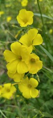 oxalis corniculata yellow flowers
