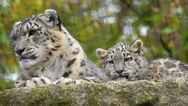 Close view of mother and baby snow leopard looking around