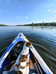 A dog of the Jack Russell terrier breed is floating on the river in a boat on a girl's legs. Active...