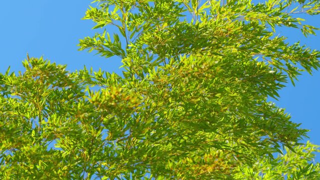 Bamboo Tree With Sky Background. Spring Bamboo Grove. Green Bamboo Leaves With Blue Sky In Background.