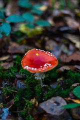 L'amanite tue mouche