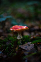 L'amanite tue mouche