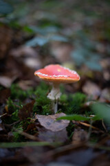 L'amanite tue mouche