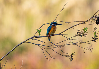 kingfisher on a branch