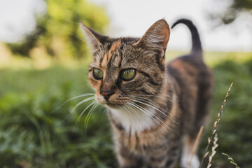 A rustic old exhausted cat lying on the grass