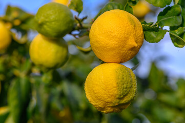 Bunch of Lemon fruit over green natural garden Blur background, Lemon fruit with leaves in blur background.13