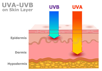 UVA, UVB rays in human in skin layer, cancer risk. Ultraviolet radiation influenced, damage. Uv a, b infrared rays. Dermis, epidermis, hypodermis. Sunlight measurements. Illustration vector