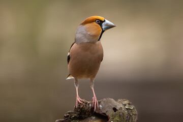 Hawfinch sitting on a wood looking into the camera with blurry background