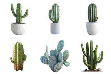 Cactus group png transparent with no background for sample presentation.