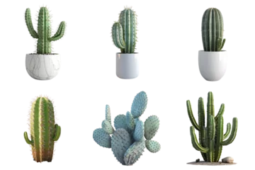 Fotobehang Cactus Cactus group png transparent with no background for sample presentation.