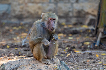 baboon sitting on the ground	