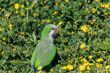 Green parrot and yellow flowers