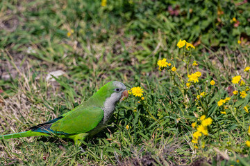 Green parrot and yellow flowers