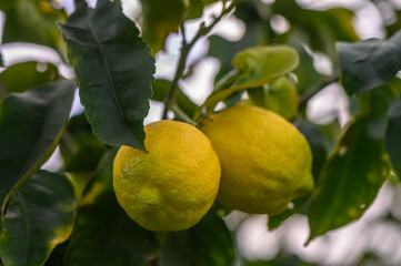 Bunch of Lemon fruit over green natural garden Blur background, Lemon fruit with leaves in blur background.5