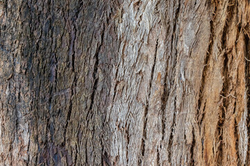 old wood texture